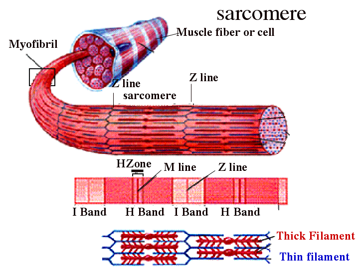 sarcomere