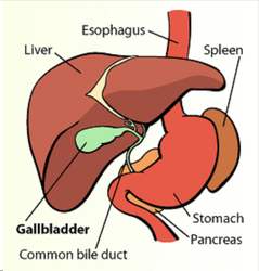 gall bladder